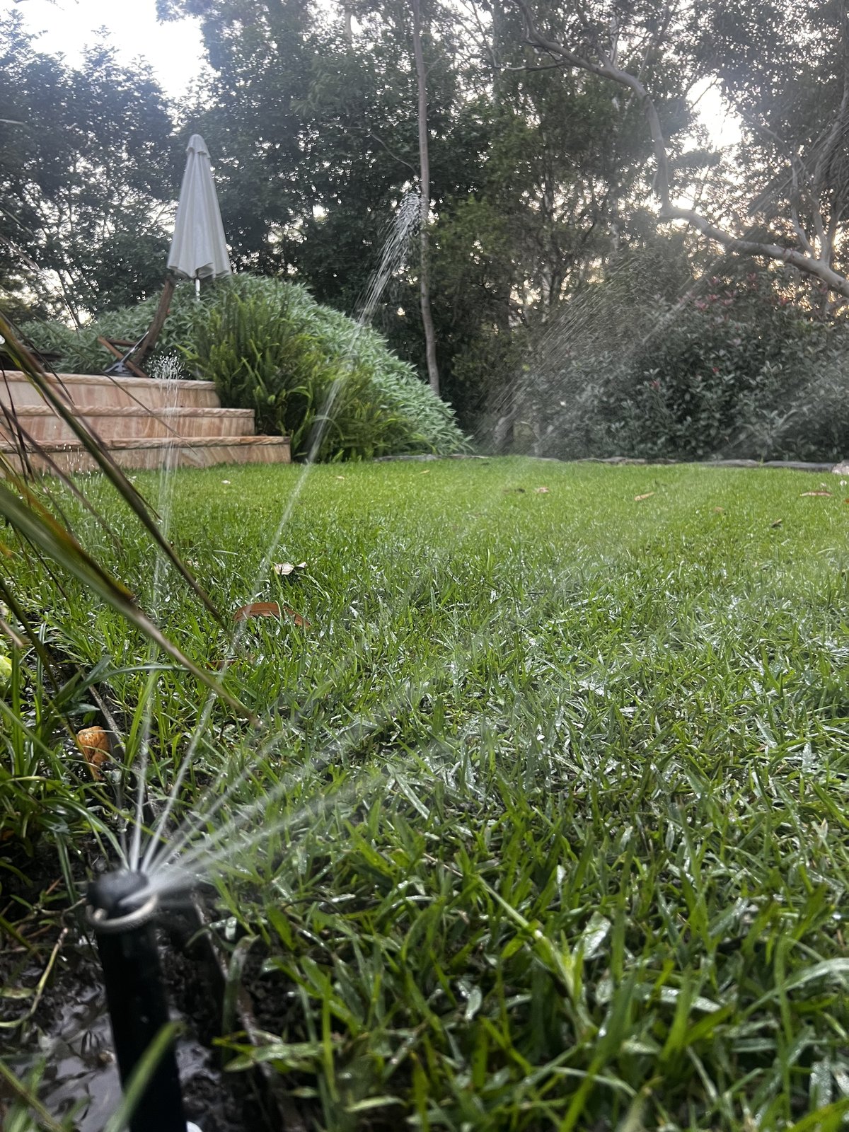 Hunter MP Rotator sprinkler watering lush green lawn at sunset, residential irrigation system in South Turramurra Sydney