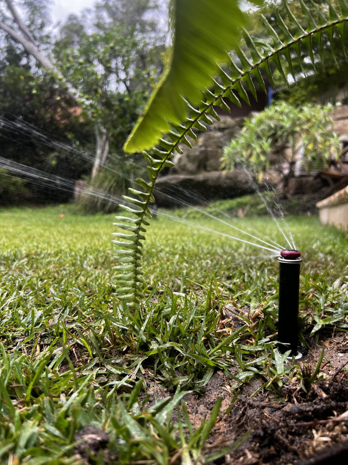 Custom-designed residential irrigation system watering lush Sydney garden